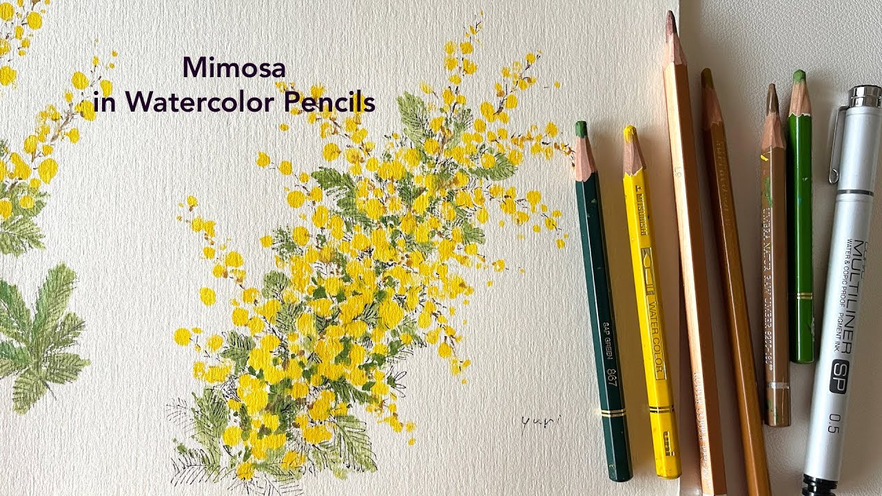 春の花 ミモザ　水彩色鉛筆に直接水をつけて描く方法  Mimosa flower painting with watercolor pencils dipping in water