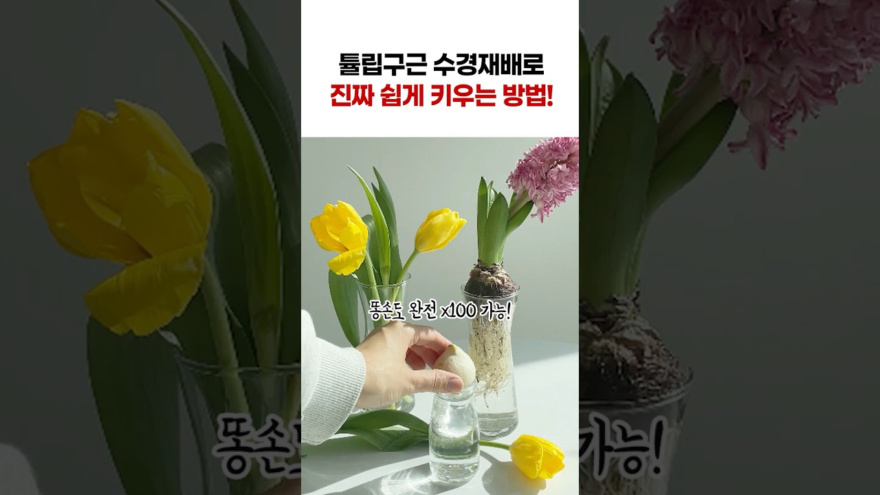 튤립, 히아신스 구근 수경식물로 완전 쉽게 키우는 방법이 있다구!🌷 #구근수경재배 #꿀팁 #구근식물 #구근 #수경재배
