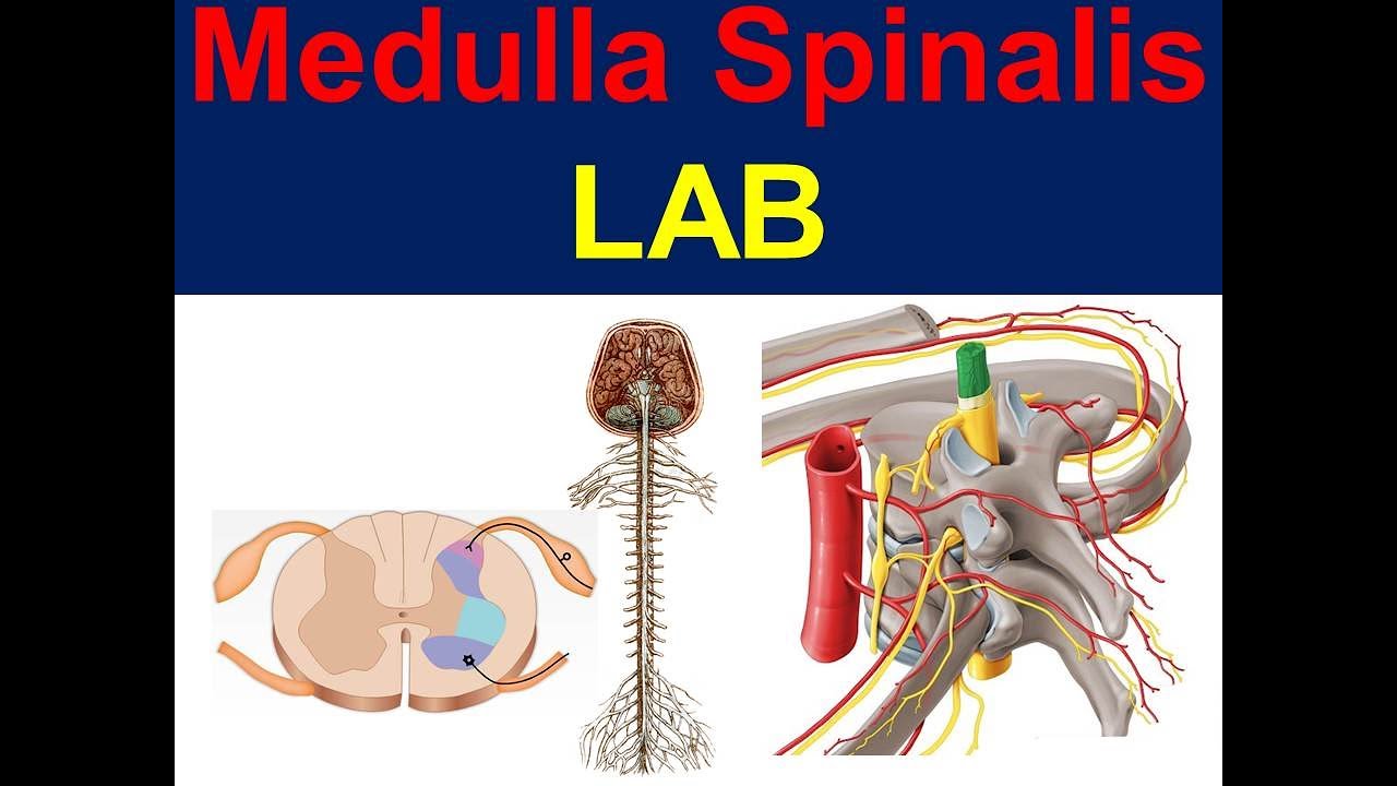 Medulla Spinalis