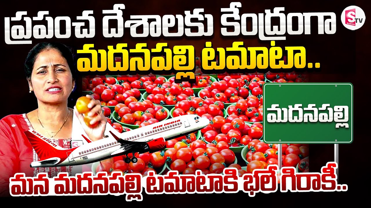 ప్రపంచ దేశాలకు కేంద్రంగా మదనపల్లి టమాటా..| Madanapalli Tomato | @sumantvannamayyadistrict