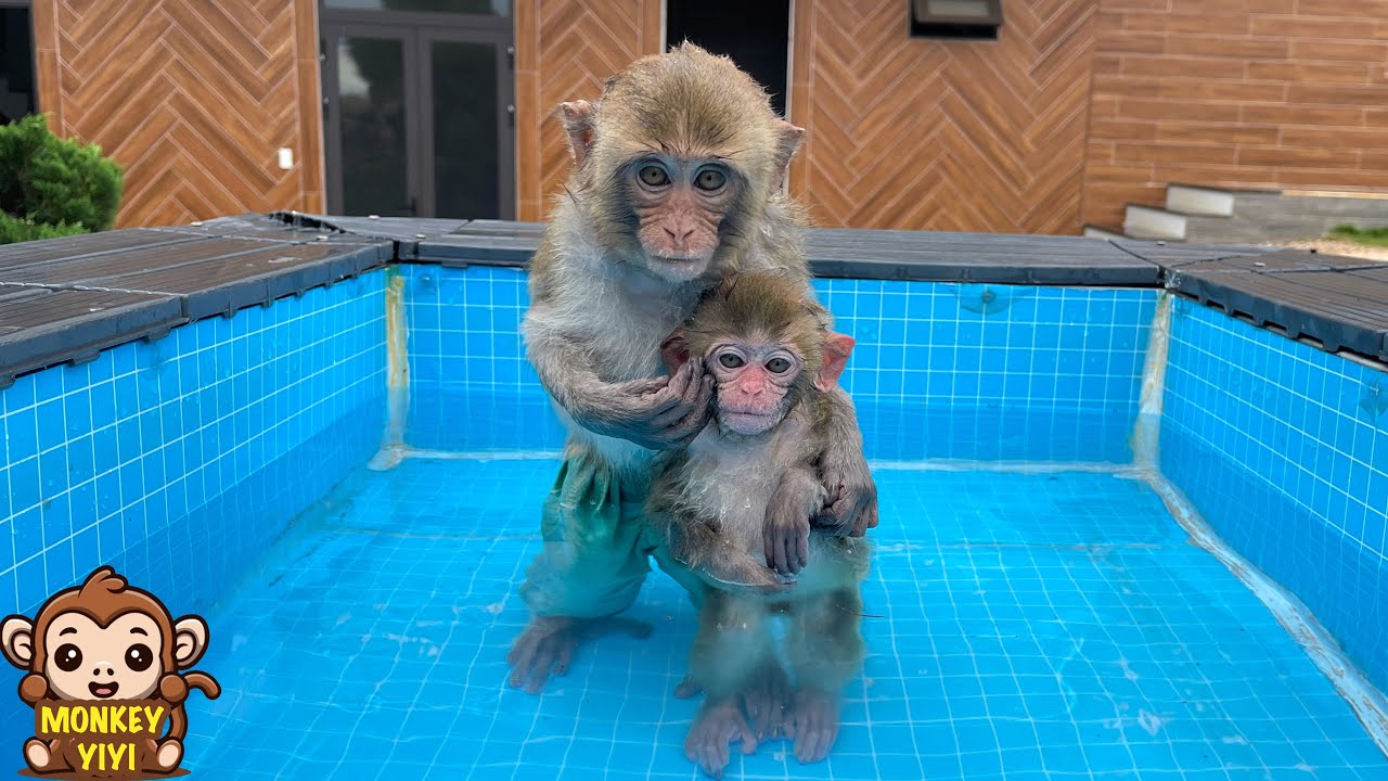 Monkey Yumy is very happy swimming with monkey YiYi