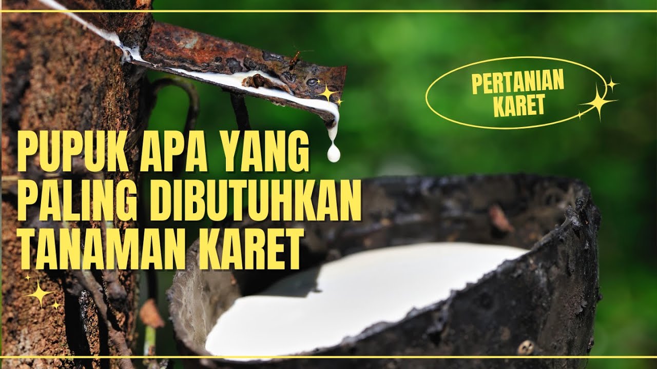PUPUK  TANAMAN KARET | BAYU DININGRAT BSM. #bayudiningrat  #bayusehatmandiri #pelatihanbsm B4