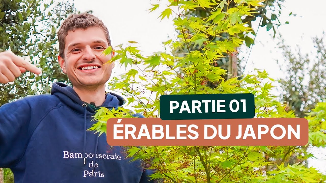 Quel ÉRABLE DU JAPON choisir ? 🍁 Guide complet + astuces d’ENTRETIEN faciles