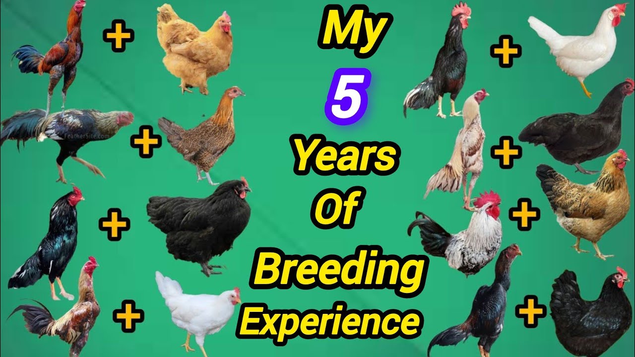 Chicken cross breed result | aseel cross breed #chicken 