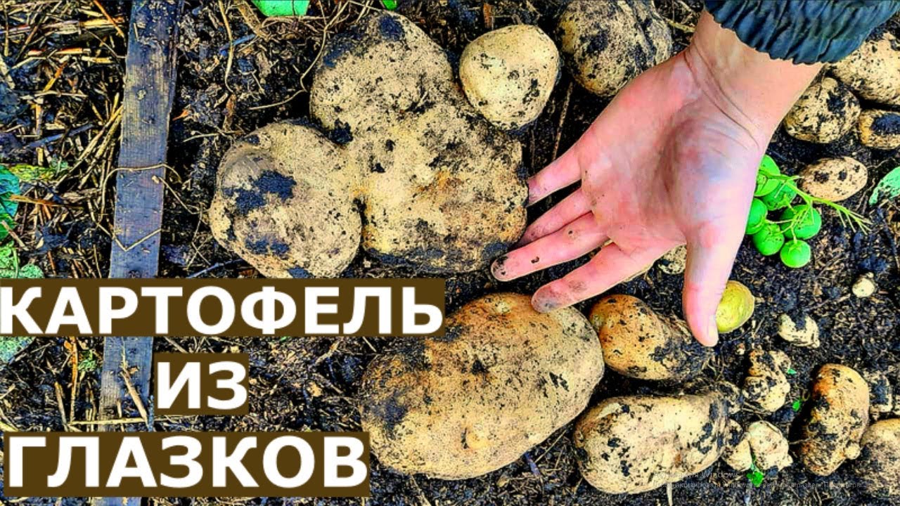 Урожай КАРТОШКИ В ЯЩИКАХ. Картофель из ГЛАЗКОВ.