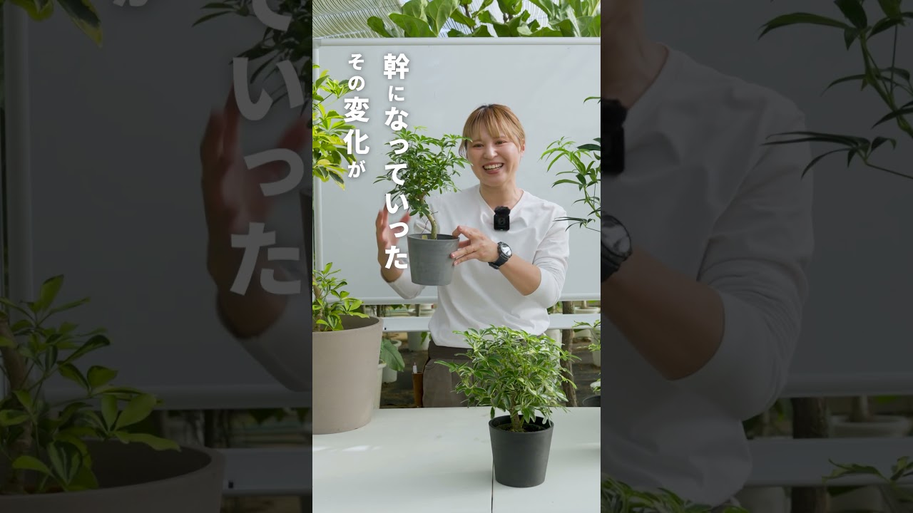【気根を育てると、、】シェフレラの成長の楽しみ方🪴