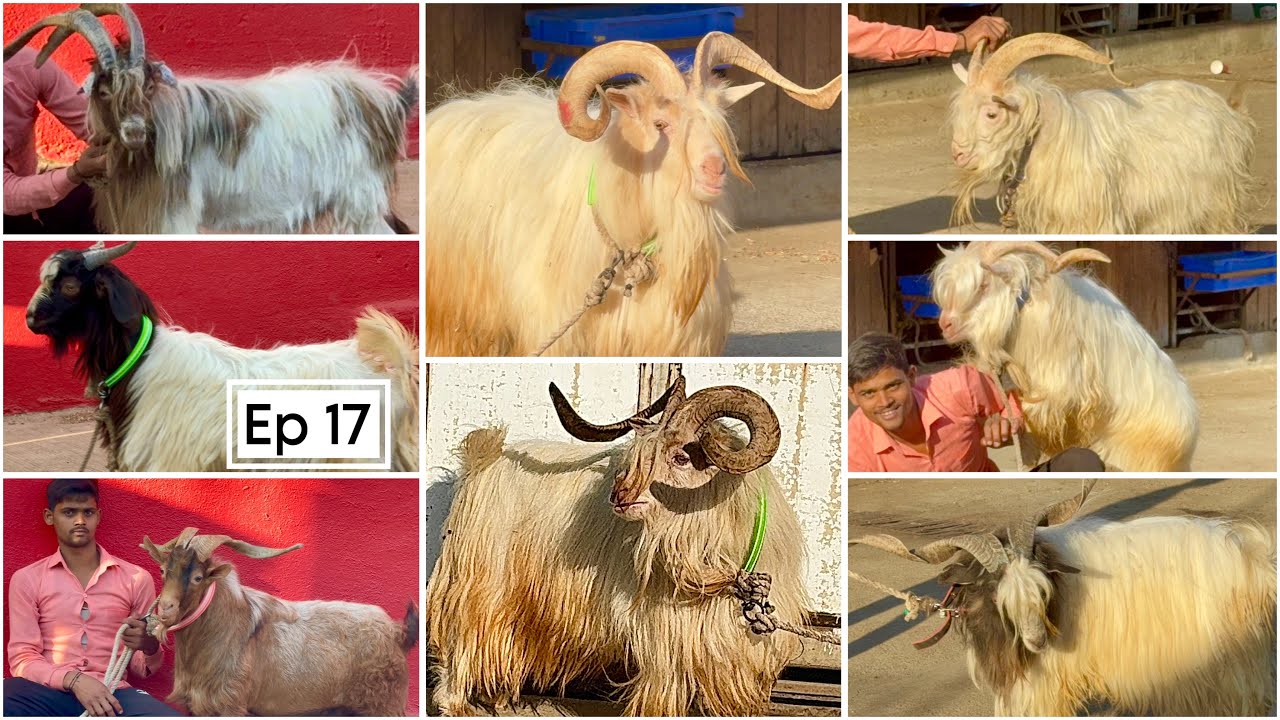 JD Goat Farm Ramadan Series Ep 17 | Exotic Xing Goats