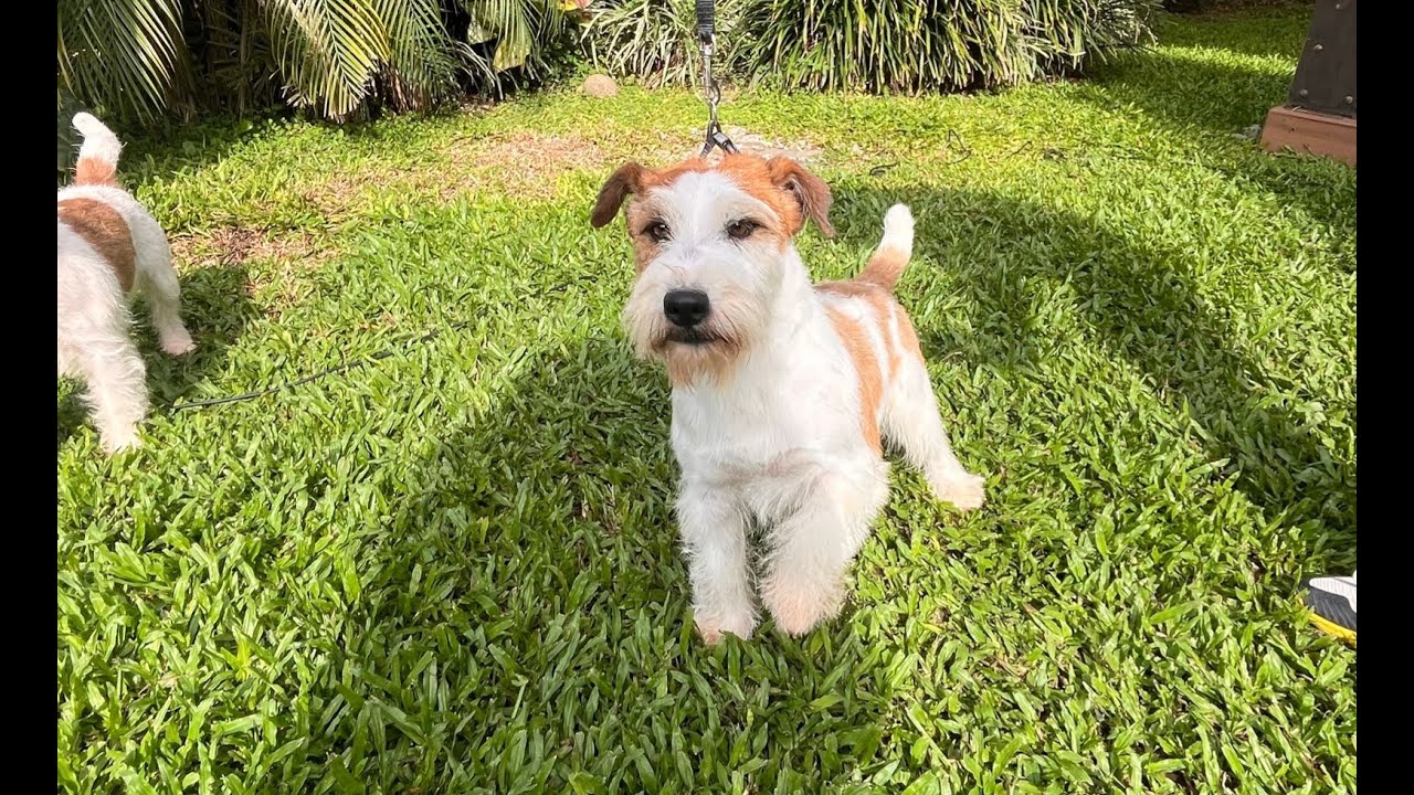 Un pequeño guardián: Así es el Jack Russell Terrier