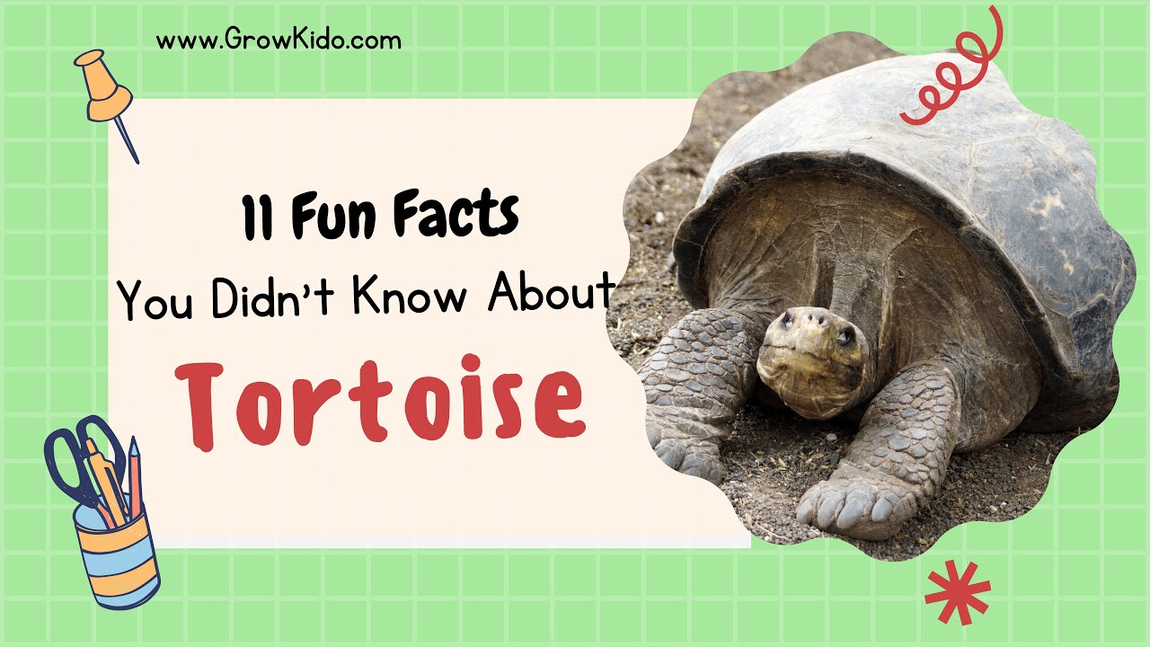 11 (New) Tortoise Facts You Didn't Know [Must Check #3]