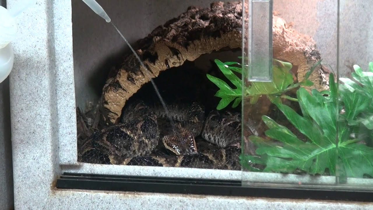 Asian Vine Snakes & Malayan Pit Vipers