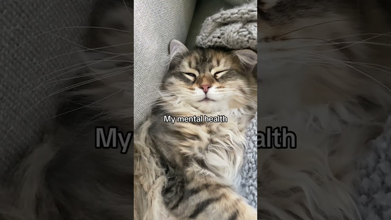 When cats solve all your problems #cat #cats #fok #catlover #pets