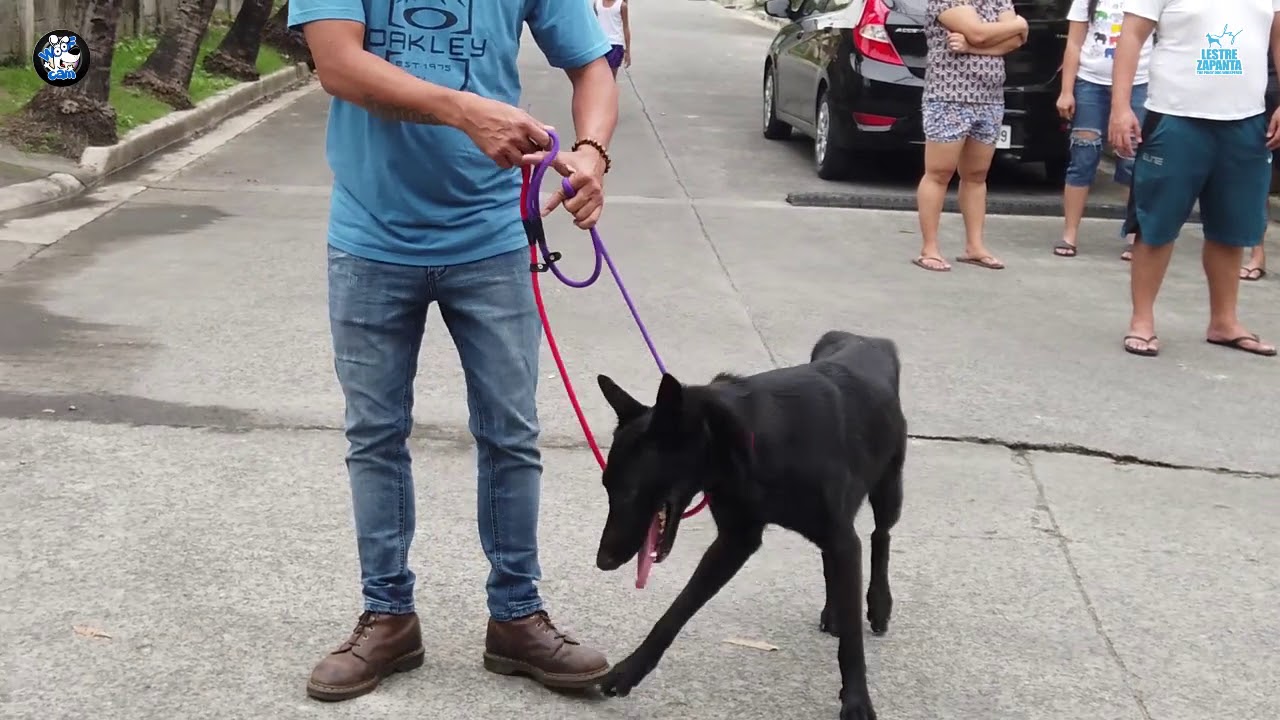 WOOFCAM: Asong bumubula ang bibig sa galit (PART 2)