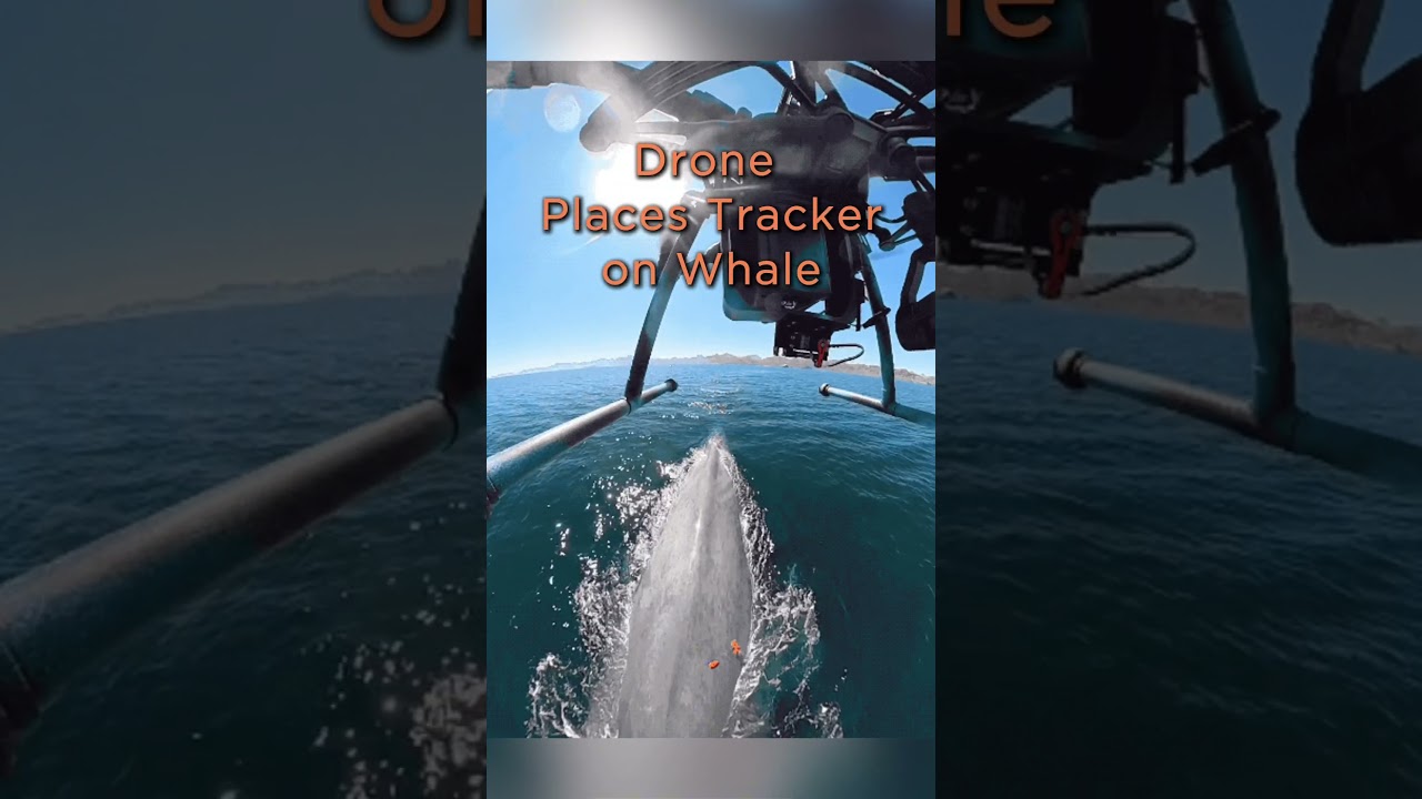 DJI drone places a GPS tracker on a whale in the Sea of Cortez! #dji #wildlife #animal #conservation