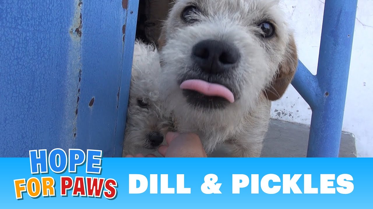 Dill & Pickles - homeless buddies happy to be rescued!  Please share. #dogs