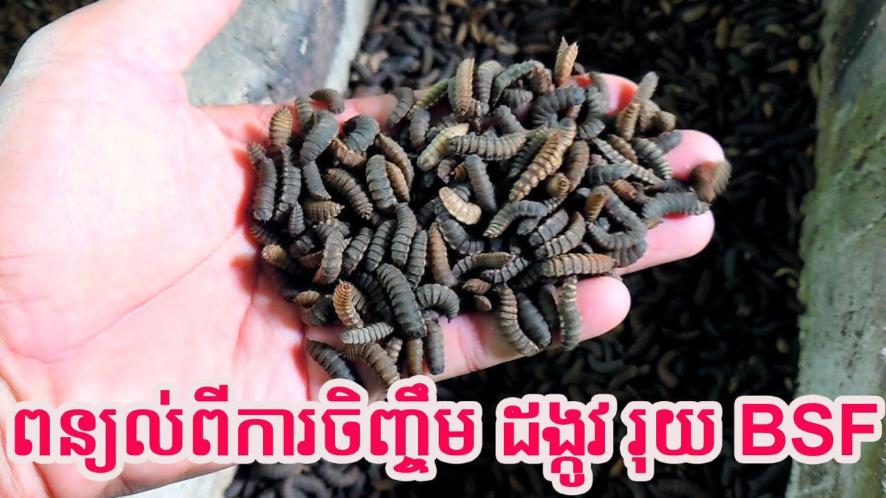 ពន្យល់ពីការចិញ្ចឹមដង្កូវ និង​រុយ​BSF​ - ផ្ដល់ជូនបច្ចេកទេសចិញ្ចឹមដោយឥតគិតថ្លៃ! 😍😍
