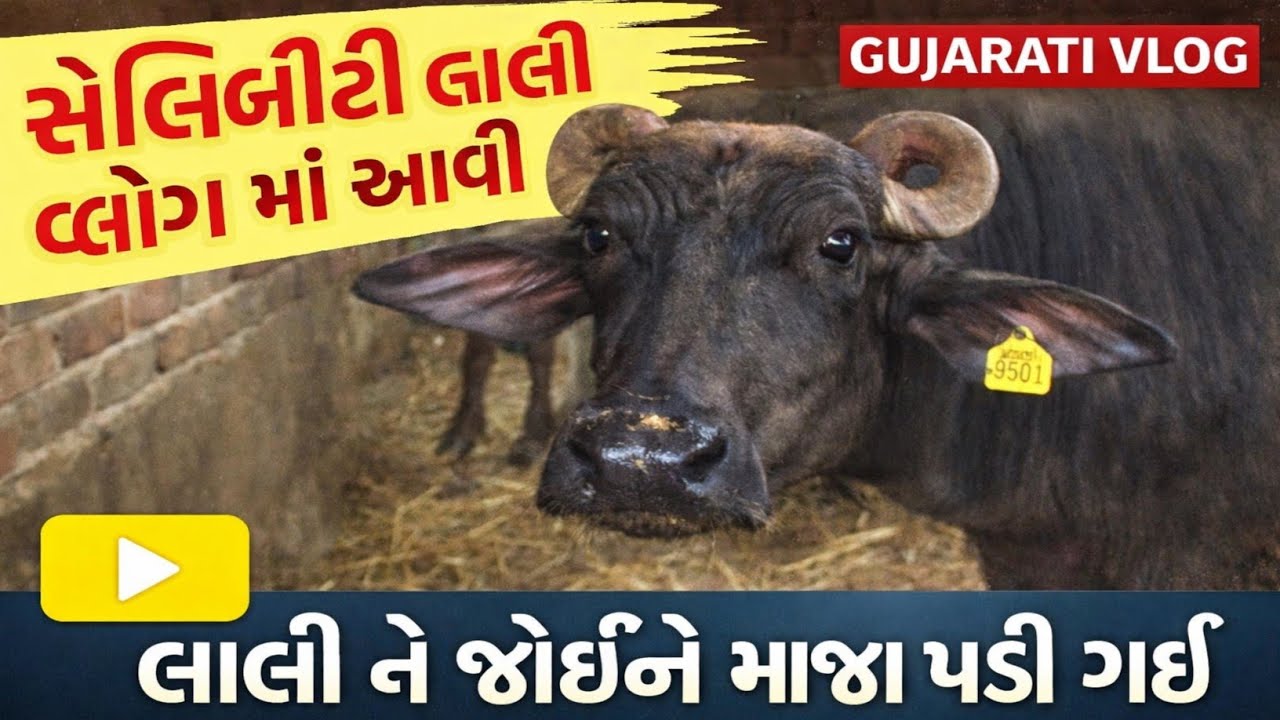 લાલી ને જોઈએ છે નવો પંખો! 😂 | ગ્રાહક બિચારો જોતો રહી ગયો! 🛠️