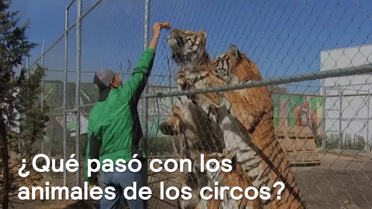 ¿Que pasó con los animales de circo tras prohibición de uso en shows? - Despierta con Loret