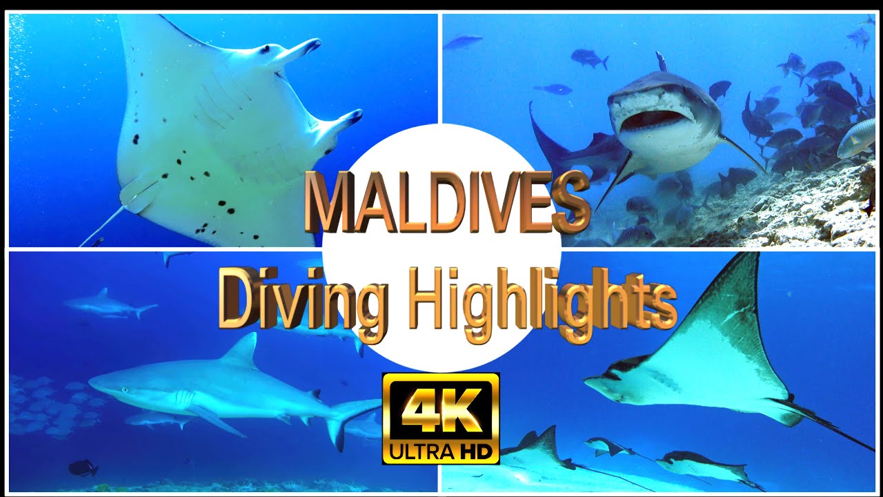 Maldives - Diving Highlights (Mantas, Sharks) in 4K (Sony RX100 M5A)