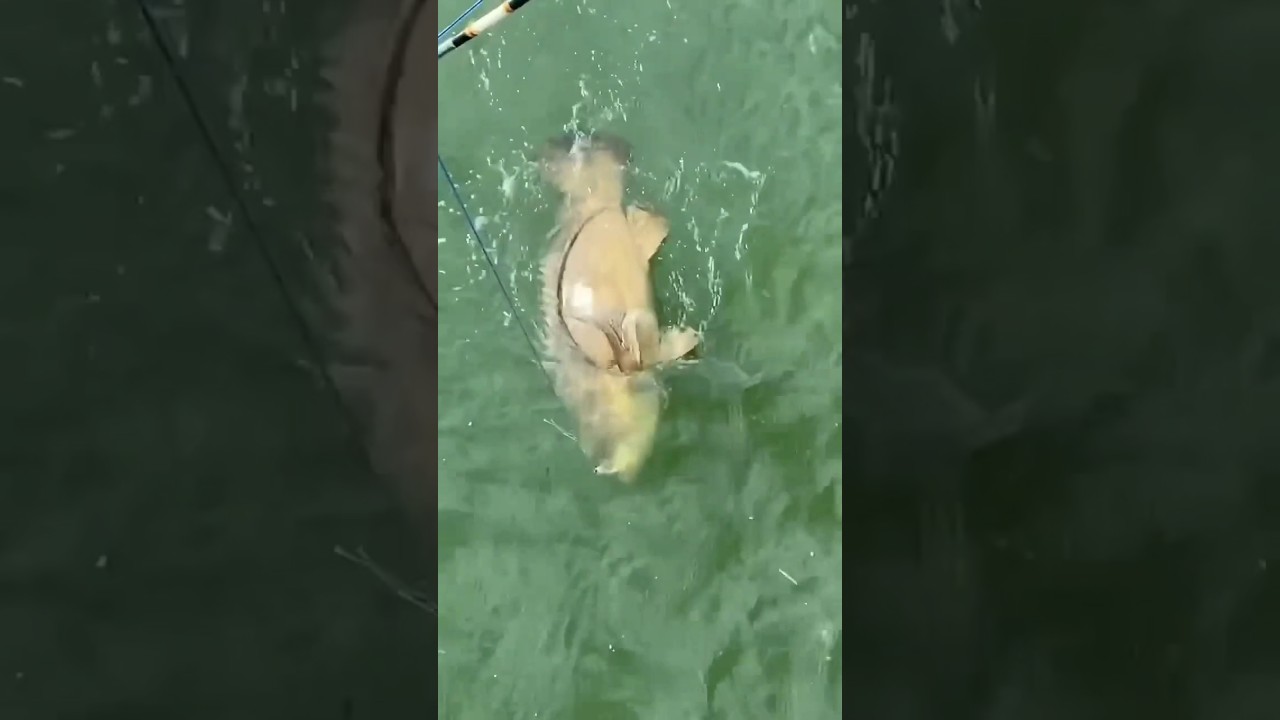 Mancing ikan kerapu kertang #bedasuara #fishing #tuna #mancing #fish #viralvideo #kerapu #kertang