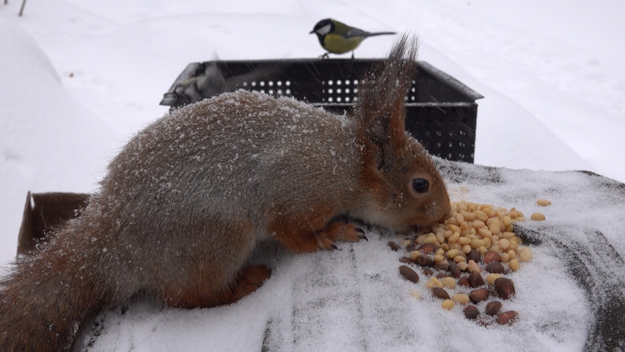 Ещё немного про белок и снегопад. Зарисовка / A little more about squirrels and snowfall. The sketch