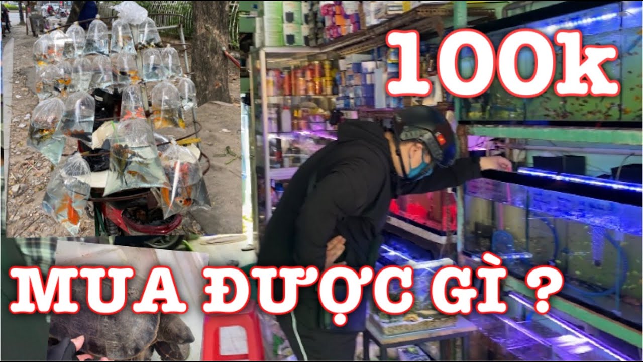 ЧЕМ ОТЛИЧАЕТСЯ ПОКУПКА РЫБ В МАГАЗИНЕ ДЛЯ АКВАРИУМИСТОВ И НА УЛИЦЕ? || РАЗНИЦА МЕЖДУ ПОКУПКОЙ РЫБ...