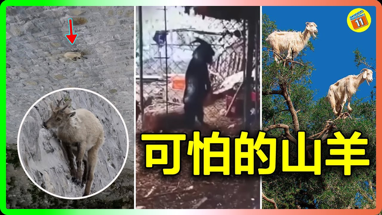 攀岩、上树、直立行走、入侵澳洲，山羊的可怕超出你的想象！｜青年路11號
