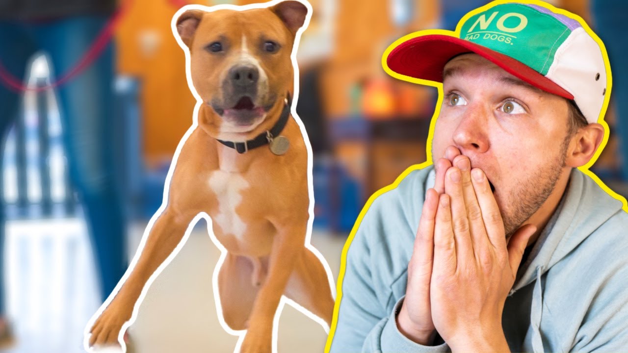 HOW TO TRAIN A VERY LEASH AGGRESSIVE DOG! (ACTUAL RESULTS)