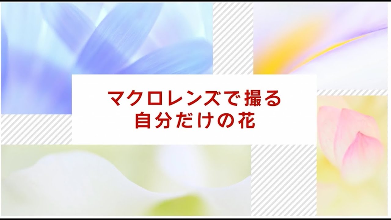 マクロレンズで撮る　自分だけの花　講師：斎藤裕史【キヤノン公式】