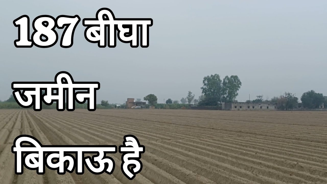 187 बीघा जमीन बिकाऊ है।UP Sambhal  | Real Estate/Property
