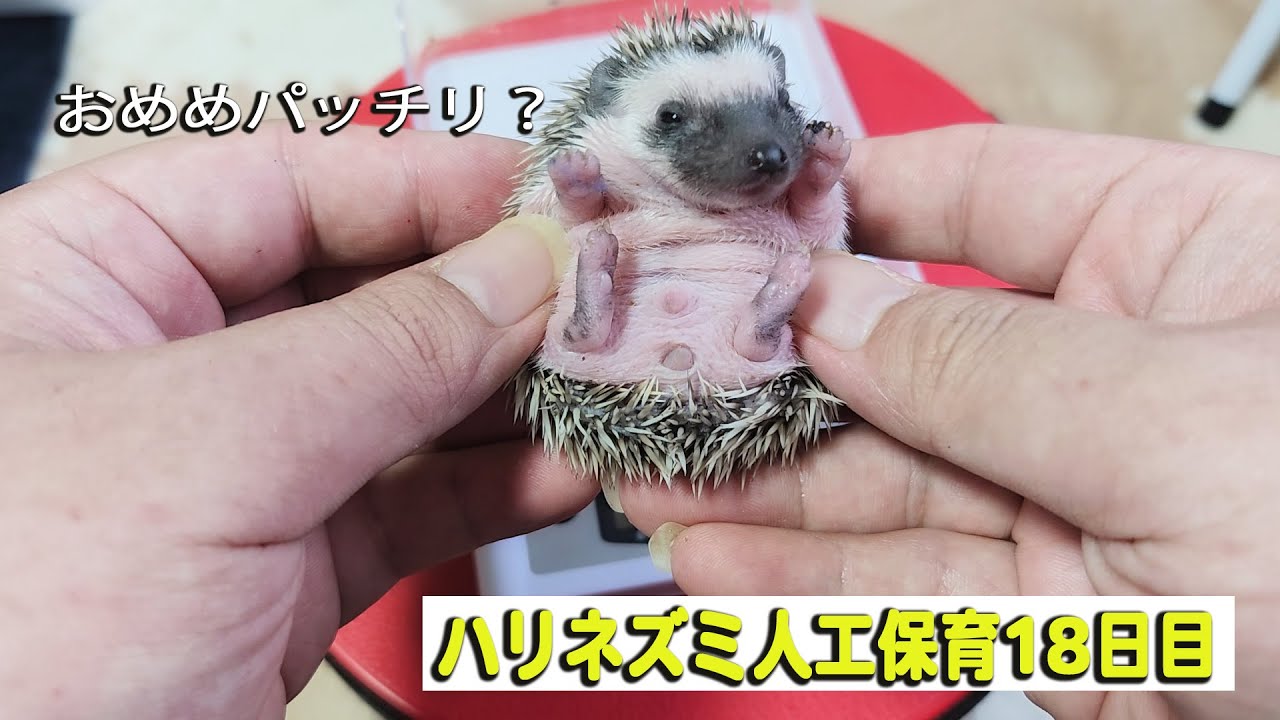おめめパッチリになってきたハリネズミ人工保育１８日目
