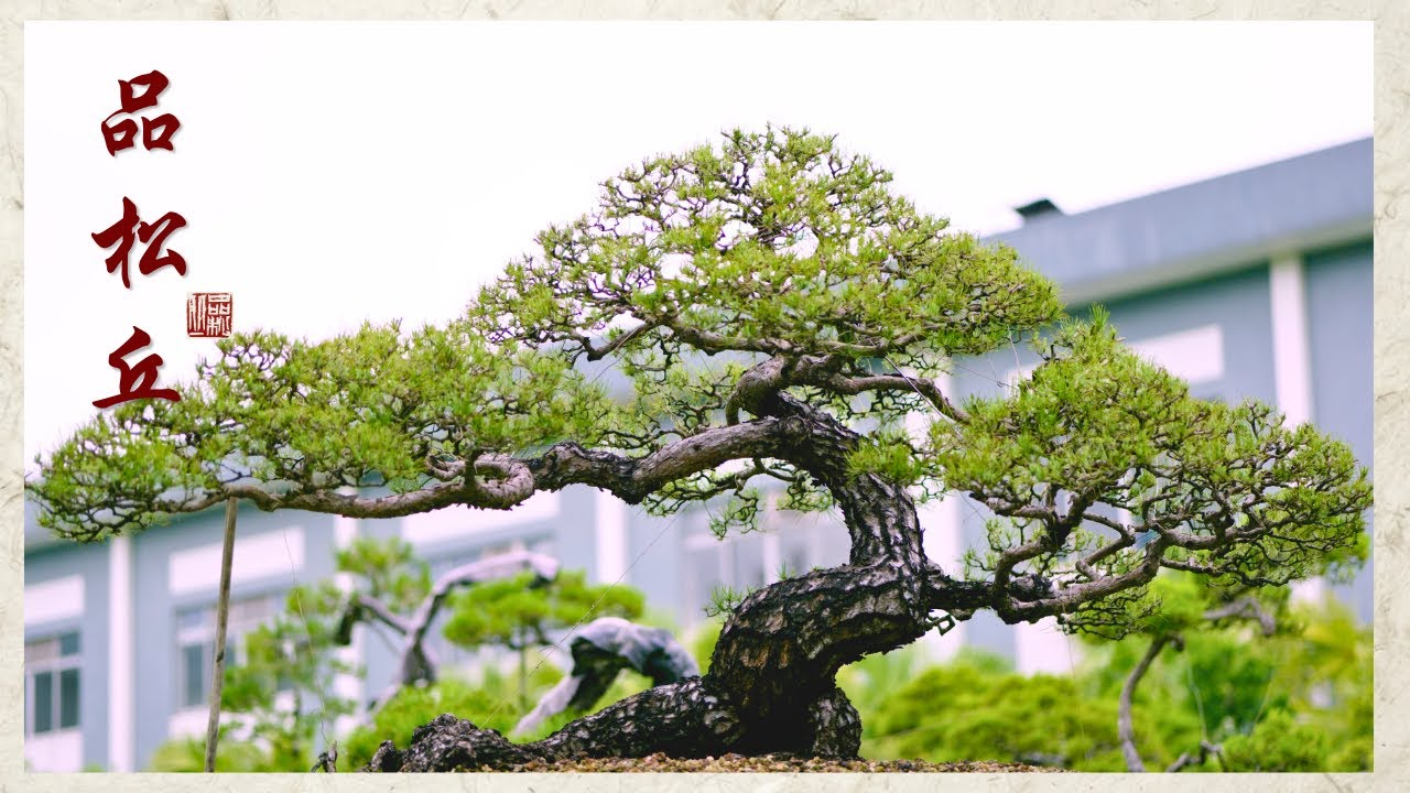 Inside Master Han's Secret Bonsai Sanctuary