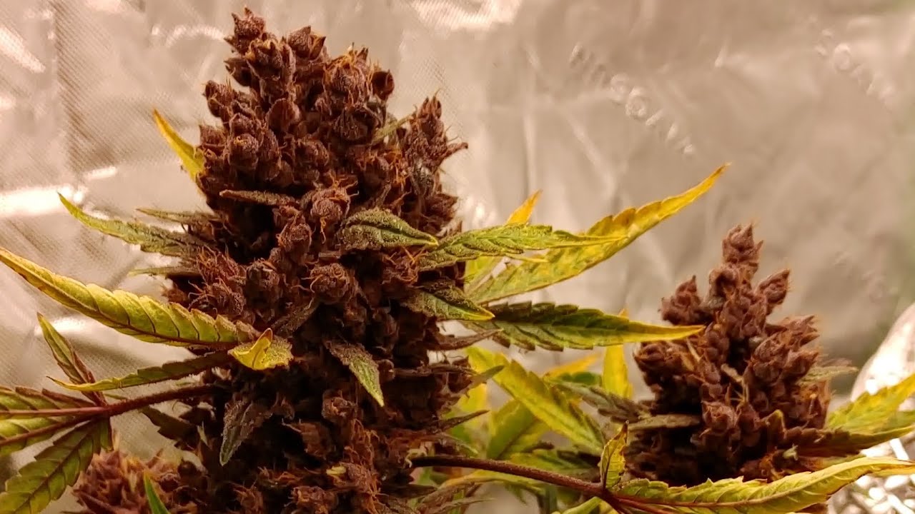 Blackberry Kush CBD Auto : Dutch Passion Seeds