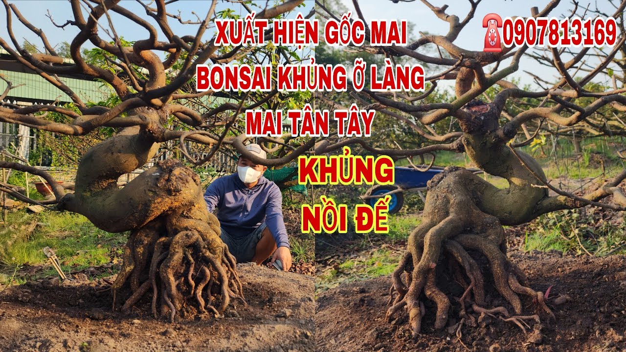 Quá khủng nồi đế gốc mai bonsai đẹp nghệ thuật ☎0907813169