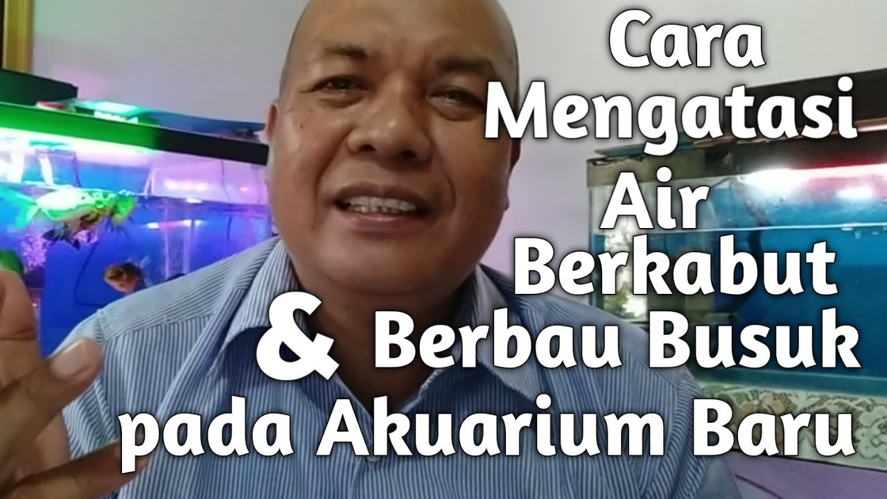 Cara Mengatasi Air Berkabut dan Berbau Busuk pada Akuarium Baru