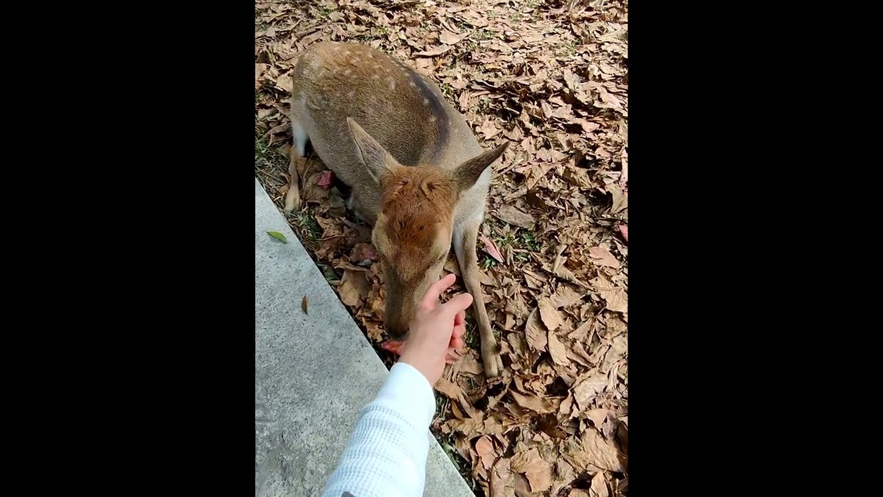 【Taitung Luye Vlog】Healing Animal Encounters 🦌! First-Person Grass Sliding at Luye Highland 🛷