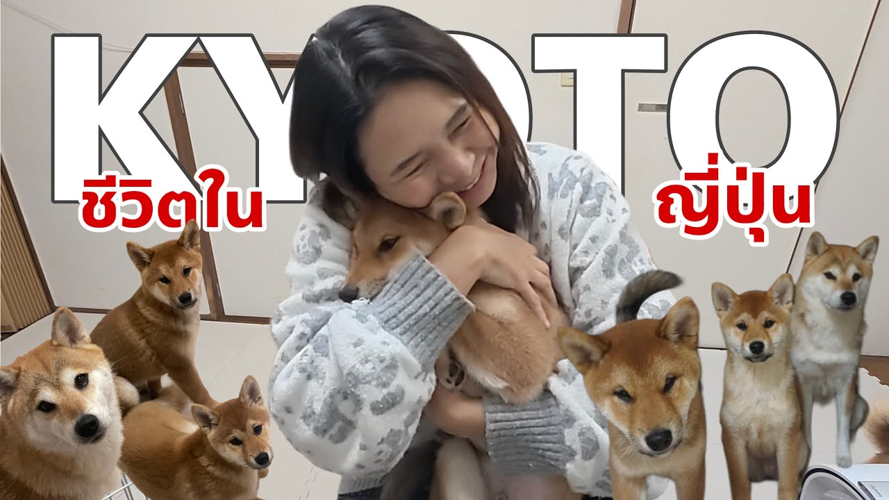 จาก 1 ตัว…สู่ครอบครัวใหญ่ ลูกหมาชิบะ 3 เดือนแล้ว เป็นยังไงบ้าง คิดถึงกันไหม🇯🇵🇹🇭