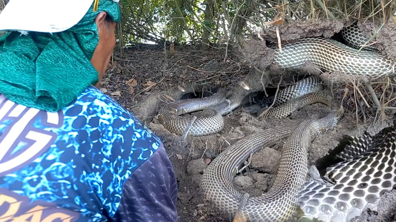 KUMPOL NA MGA JUMBO COBRA AT SAWA | JTG Kamandag
