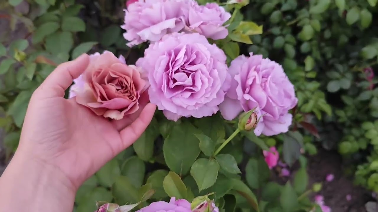 НАЙКРАЩІ ТРОЯНДИ ЛІТА ⭐ ШУКАЄМО ПАРУ НЕЙМОВІРНІЙ МОКАРОЗІ ❤️‍🔥💥  #rose