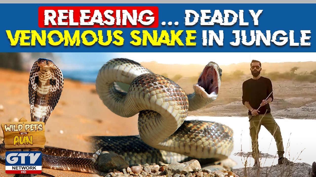 Wild Pets with Aun | Releasing Deadly Venomous Snake in Jungle | 5 September 2021