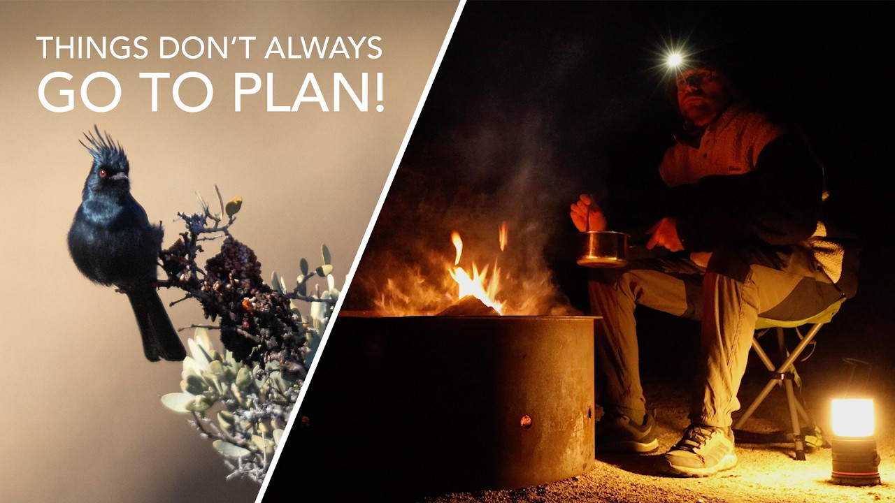 Camping & Searching for Wildlife in Joshua Tree