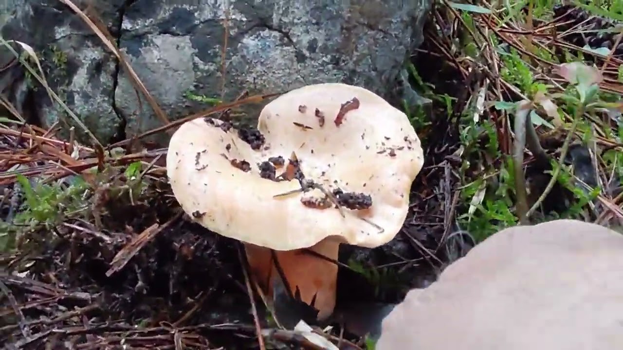 KANLICA MANTARI BİTMEK BİLMİYOR=BOLU