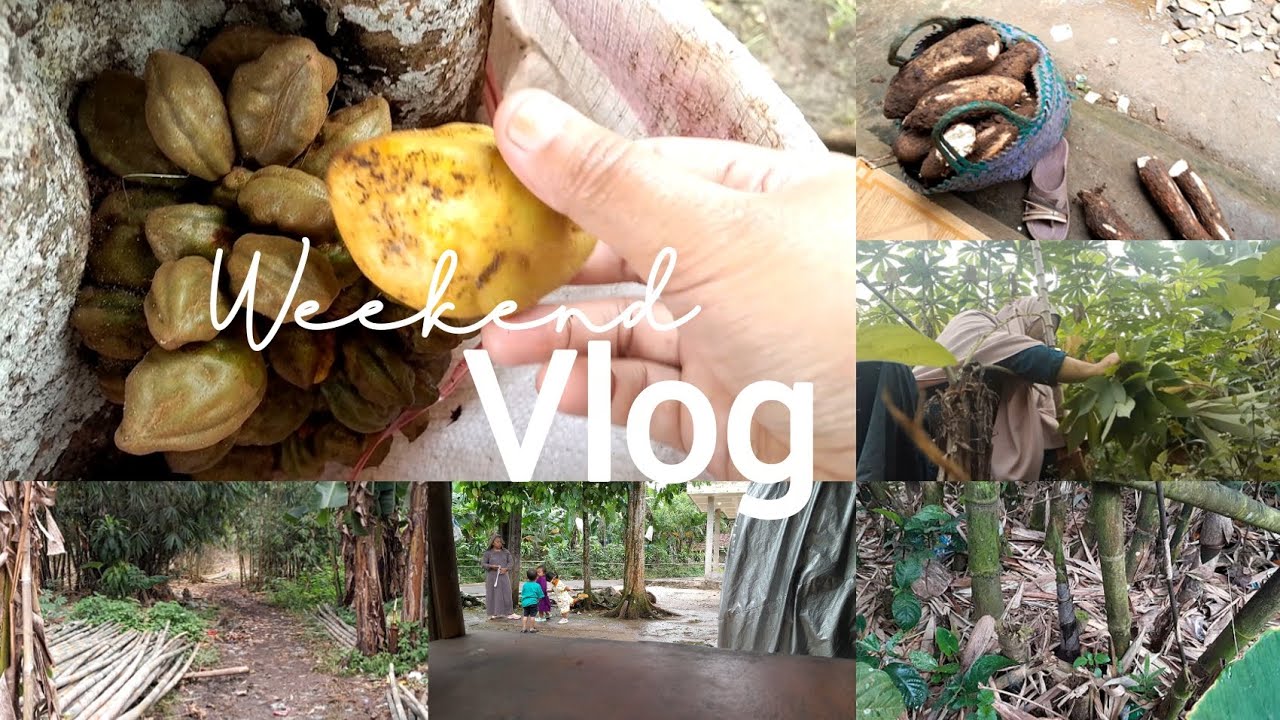 #weekendvlog PANEN SINGKONG | NAM-NAM BUAH LANGKA | MELIHAT MONYET DI DEPAN RUMAH