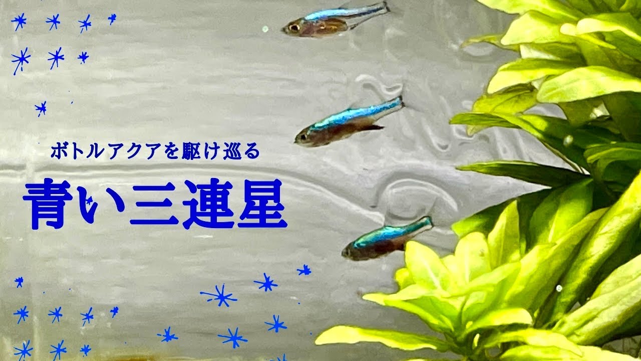 ボトルアクアにピッタリな超小型美魚はせせらぎ水流が好き？【水換え簡単！ドリンクサーバーろ過水槽#18】