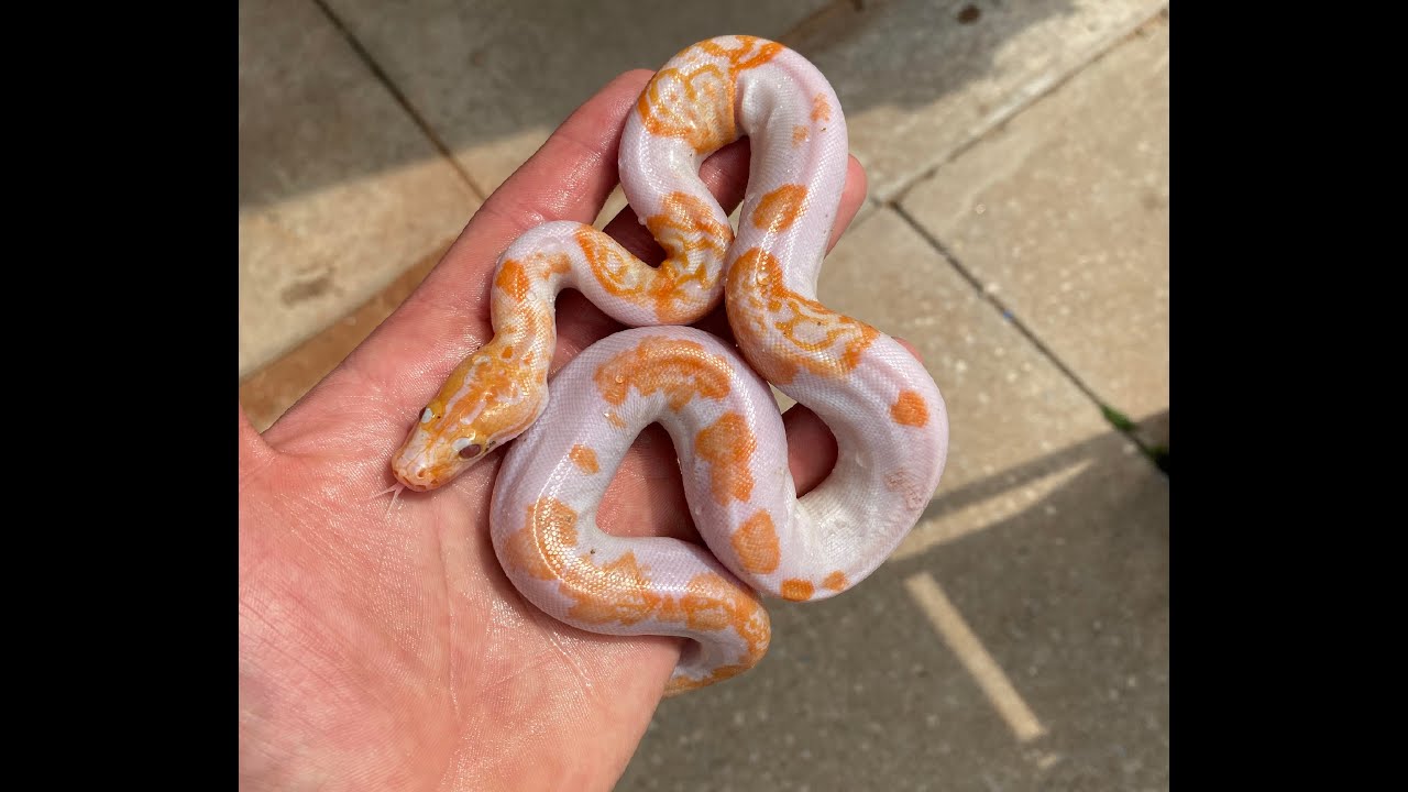 Hatching pied Burmese pythons at Bob Clark Reptiles