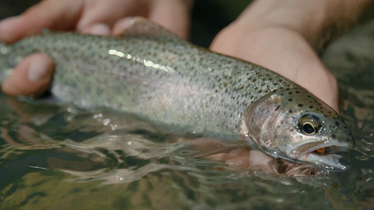 Fishing BC and Hook&eacute; Present: Fishing Squamish and Whistler, BC with Trout Country Fishing Guides