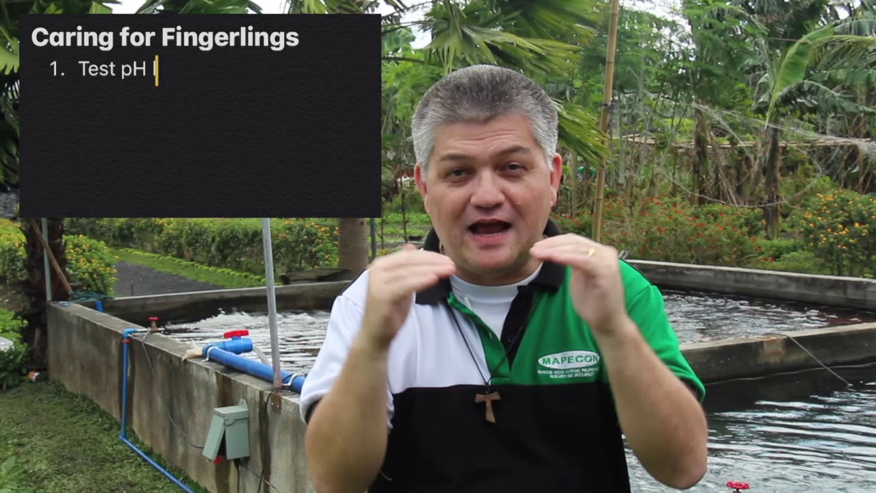 Tilapia 1. Fingerlings.