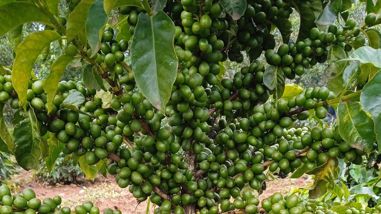|| Coffee Farming || Trans Nzoia || Kenya ||
