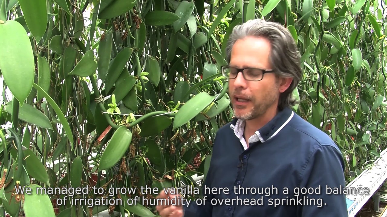 Vanilla plants in a greenhouse | Wageningen University & Research