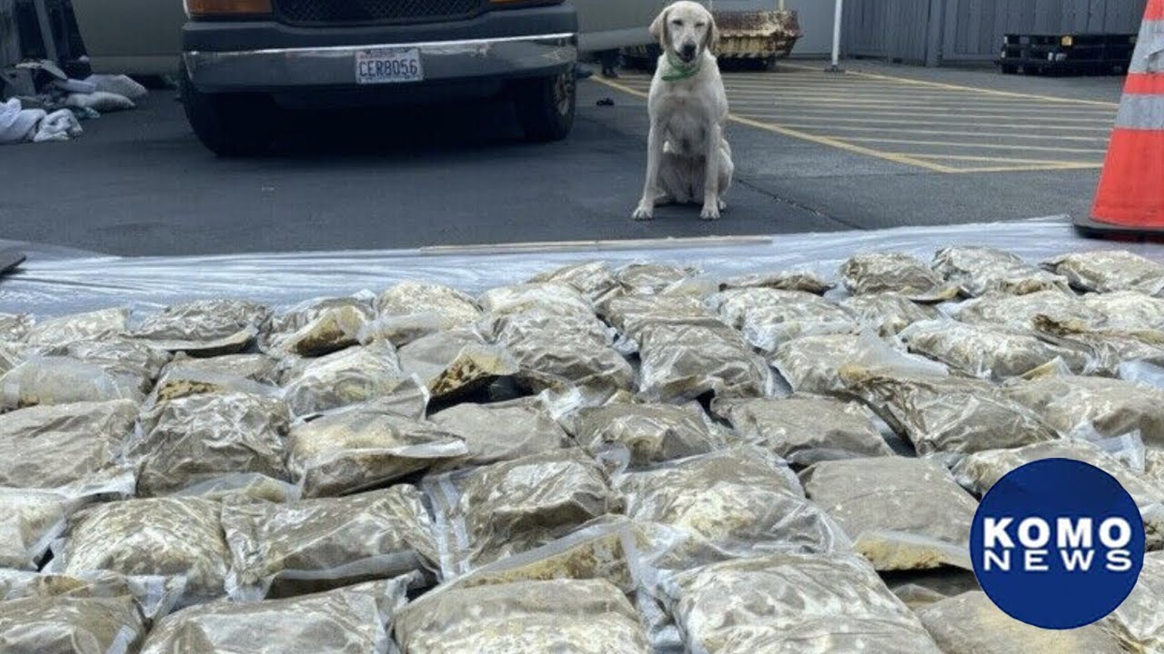 An incredible amount of fentanyl pills and guns seized in Seattle