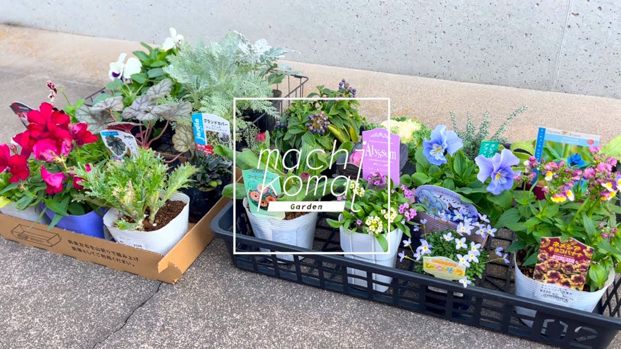 ＃４｜秋の植欲大爆発｜購入苗紹介｜11月中に急いで植え付け｜ガーデニングvlog